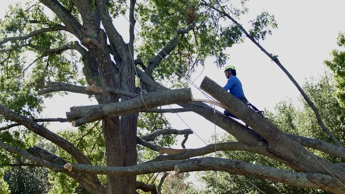 Professional Crown Thinning performed by certified arborists in Long Creek
