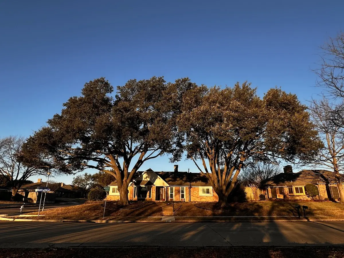 Established residential canopy tree shading a home in Long Creek